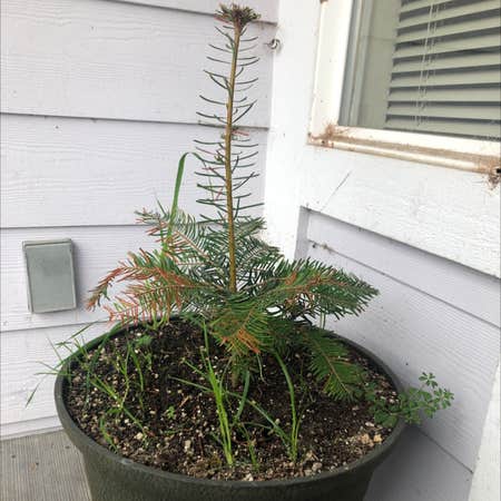 Photo of the plant species Abies Grandis by Ben named Your plant on Greg, the plant care app