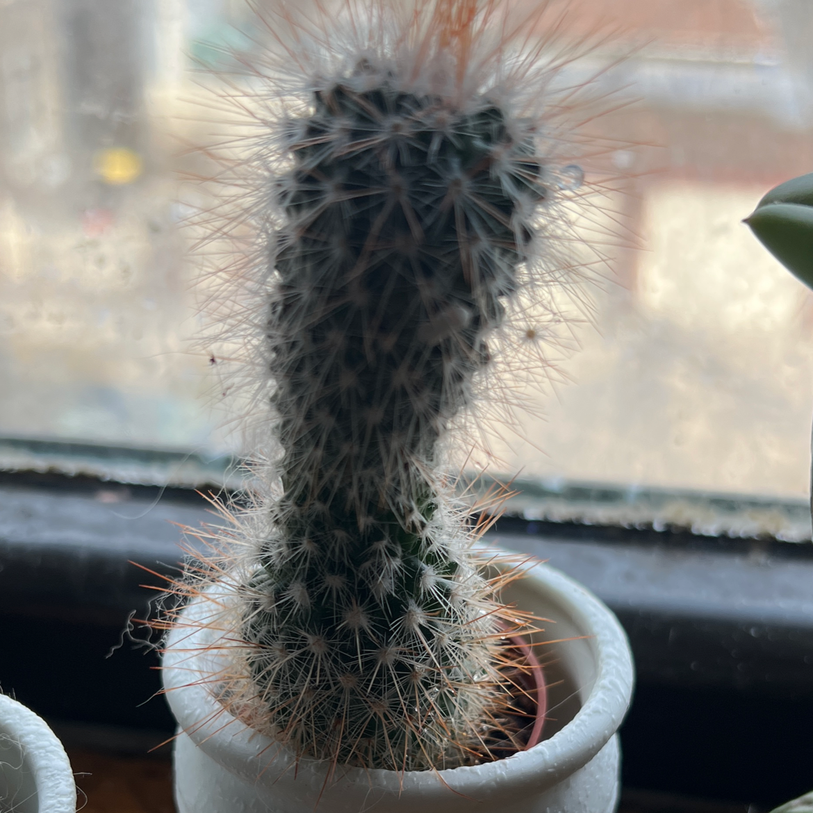 Rattail Nipple Cactus in a small pot with a blurred background.