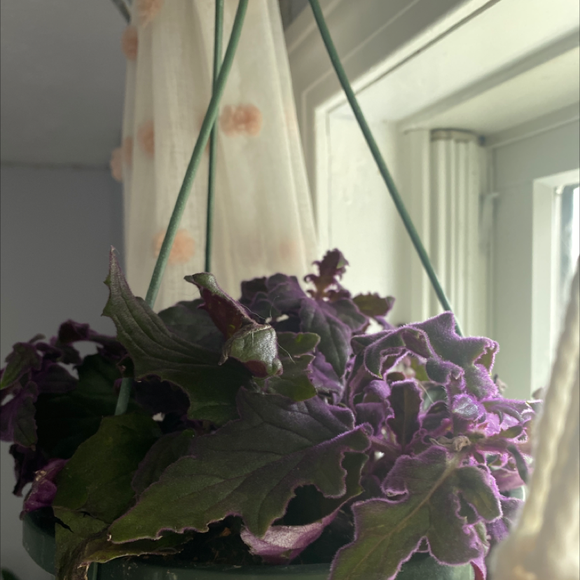 Purple Velvet Plant in a hanging pot near a window with vibrant purple and green leaves.