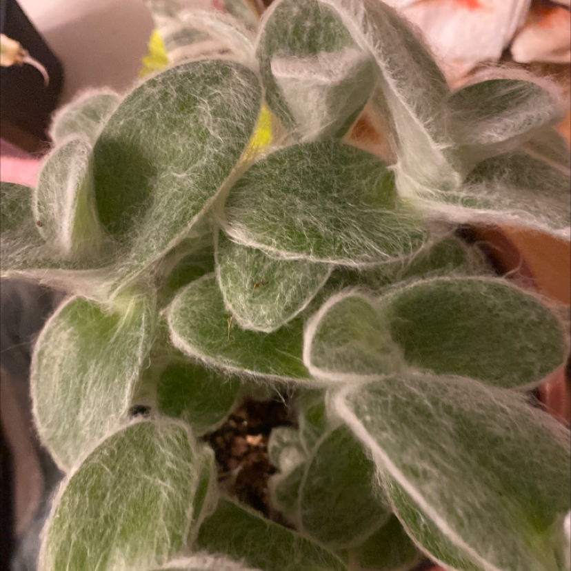 White Velvet plant with thick, velvety leaves, appearing healthy.