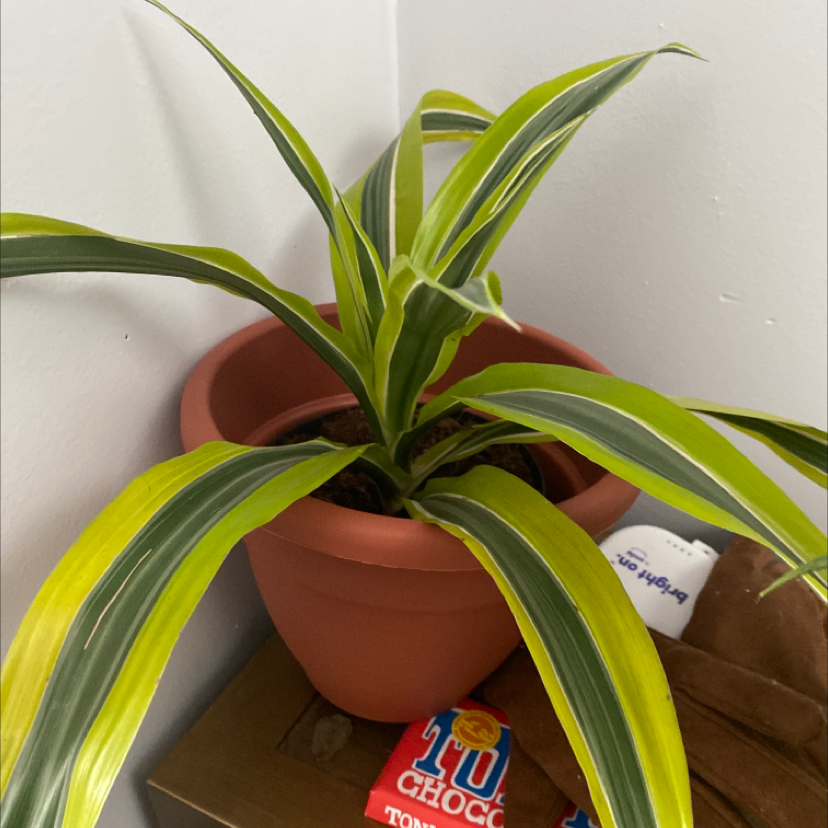 Dracaena 'Lemon Lime' plant in a terracotta pot with vibrant green and yellow striped leaves.