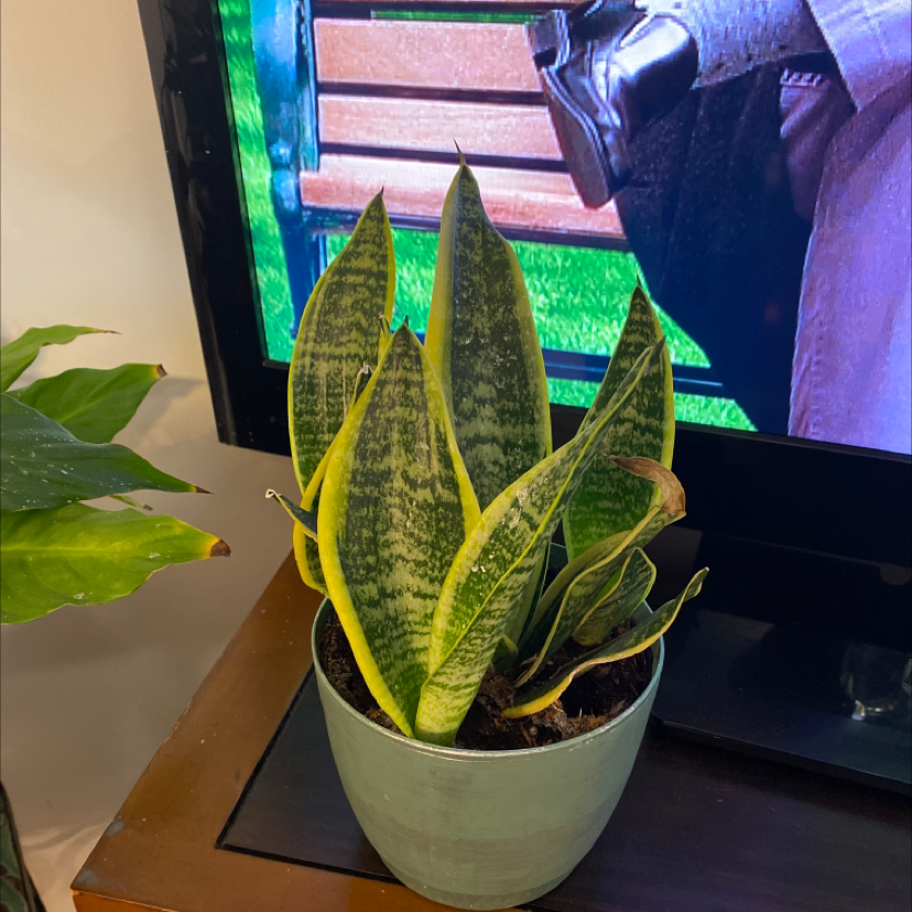 Snake Plant plant photo by @Momentsbydesyn named Treeyoncé on Greg, the plant care app.