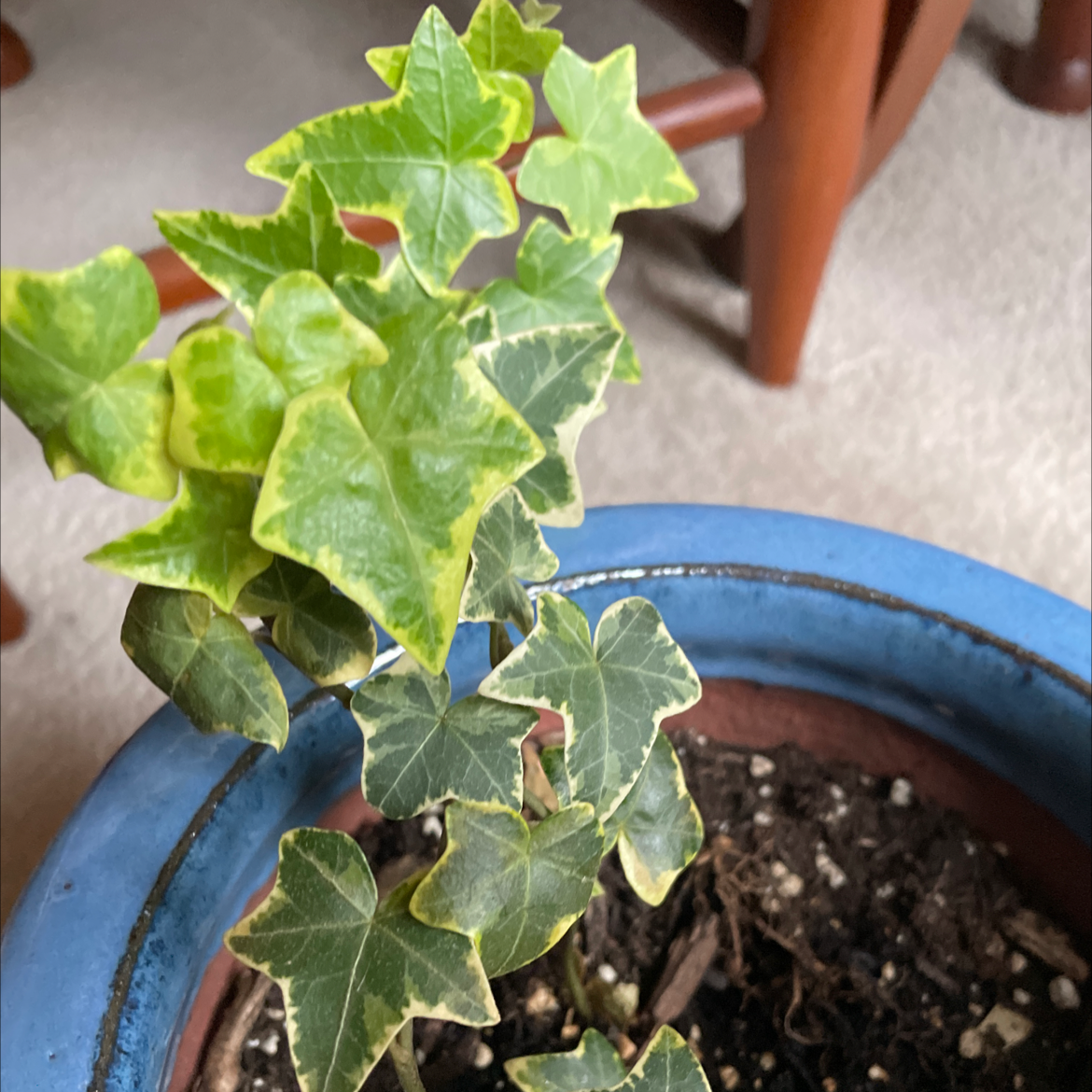 English Ivy plant photo by Leigh named English Ivy on Greg, the plant care app.