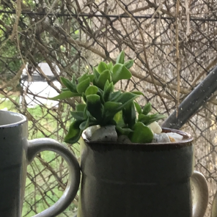 Baby Sun Rose plant photo by @Keanu-garden named Terra on Greg, the plant care app.