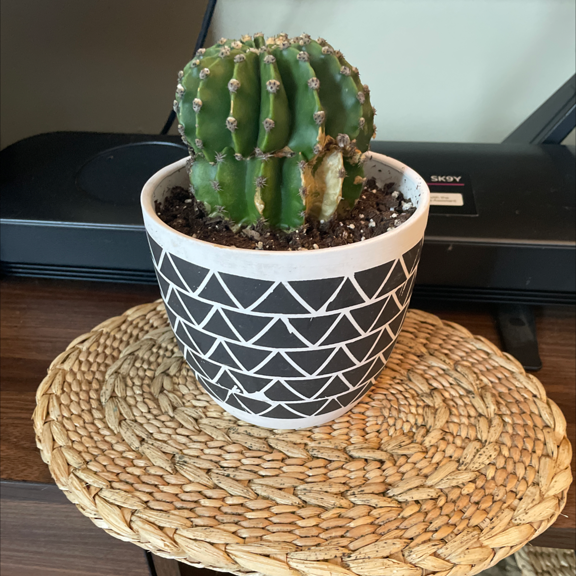Potted Easter Lily Cactus with some browning, placed on a woven mat.