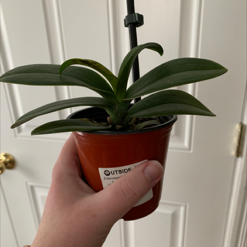 Potted Moon Orchid with healthy green leaves held by a hand.