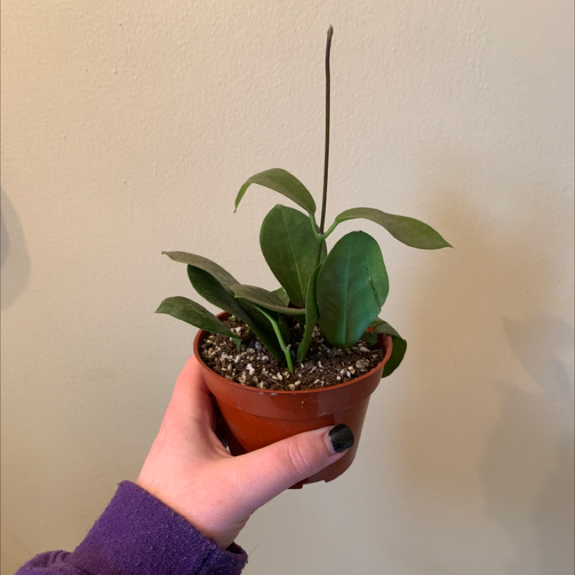A healthy Waxvine plant in a small pot, held by a hand. Green leaves with no visible discoloration.