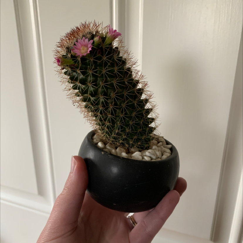Photo of the plant species Mammillaria fraileana by @jello named Kobe on Greg, the plant care app