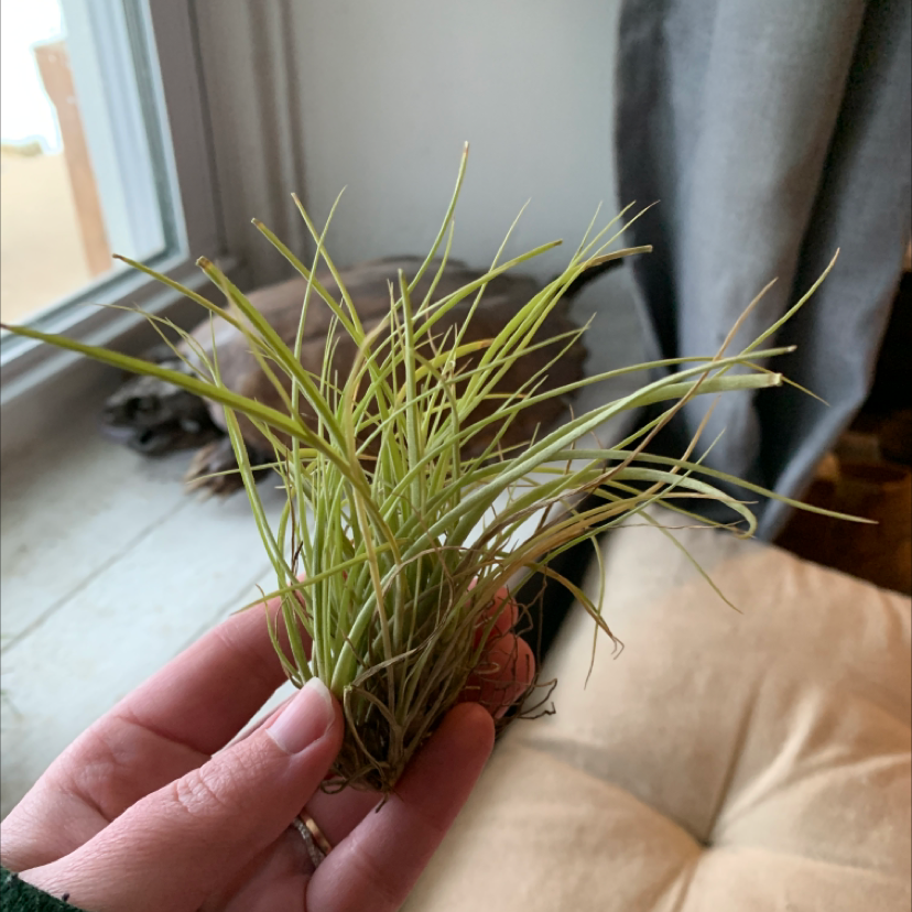 Photo of the plant species Tillandsia seideliana by @jello named Darwin on Greg, the plant care app