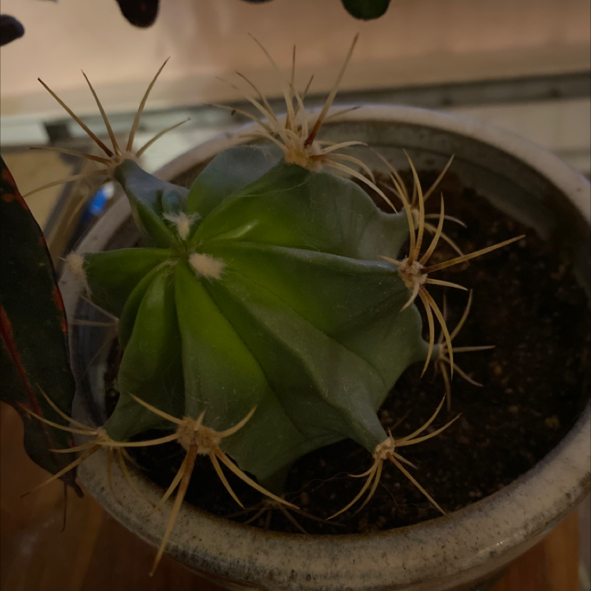 A healthy cactus plant in a pot with visible soil.