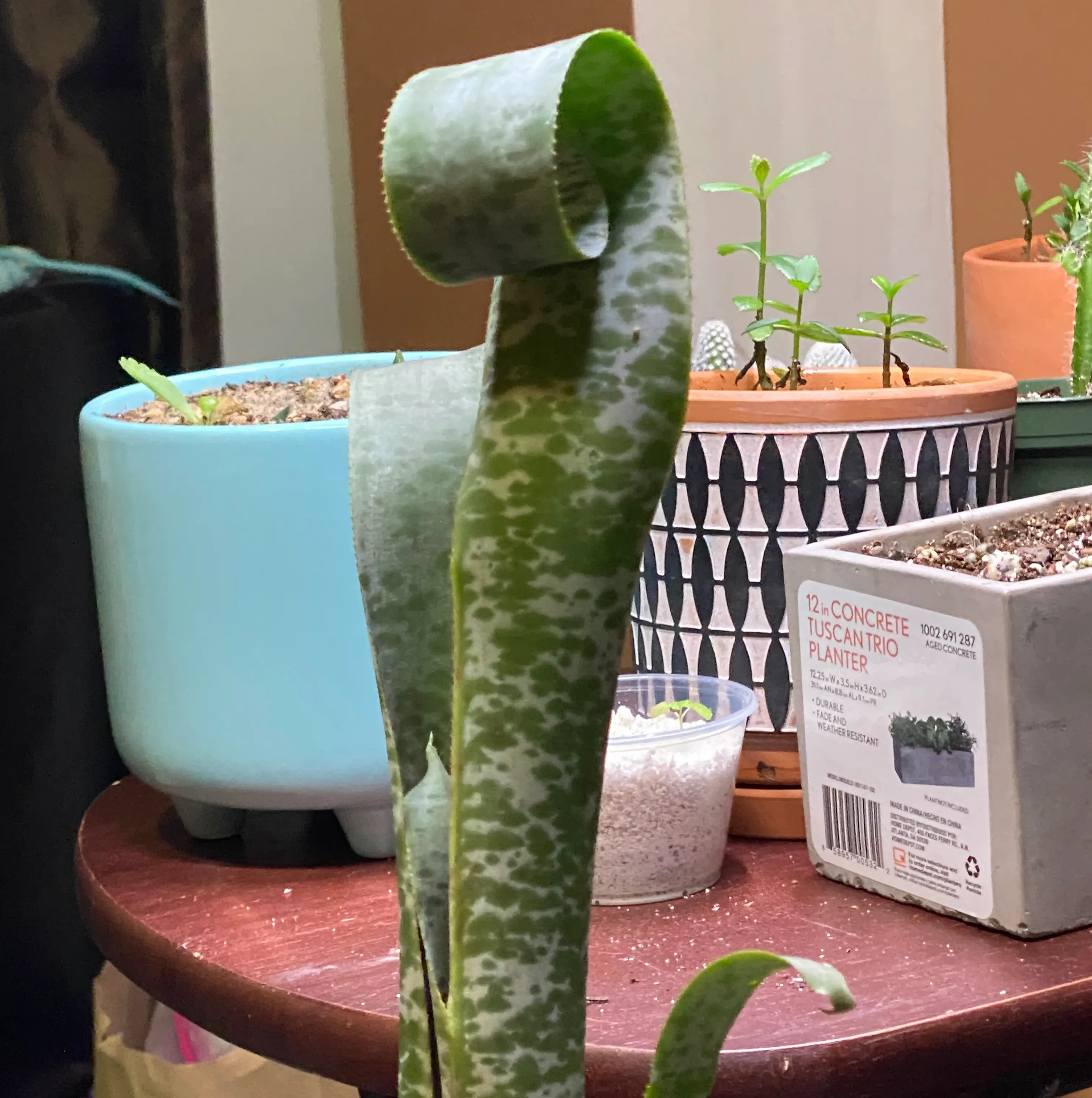 Photo of the plant species Tim Plowman by @PlantDaddy22 named Tupot amaroot on Greg, the plant care app