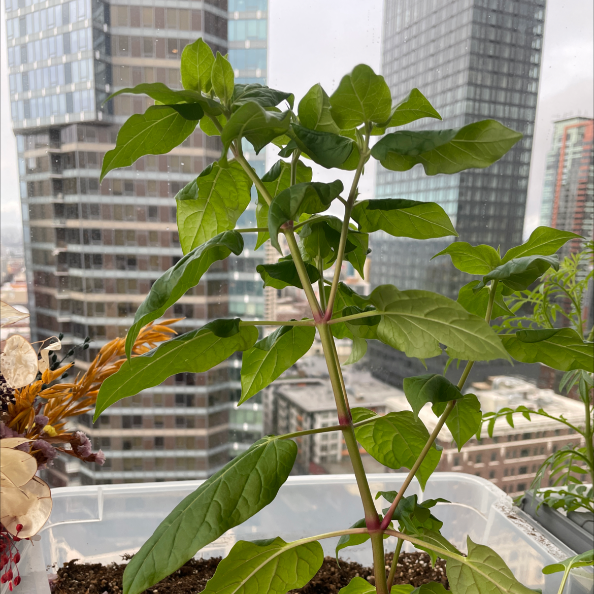 Marvel of Peru plant in a pot with green leaves, set against an urban background.