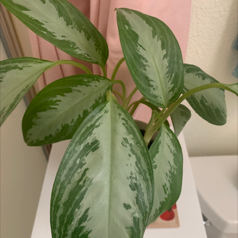 Chinese Evergreen plant photo by @antonialikesplant named Droopy on Greg, the plant care app.