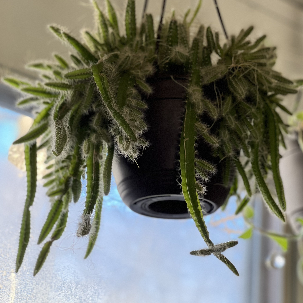 Hanging pot with a healthy Dog Tail Cactus, well-framed and centered.
