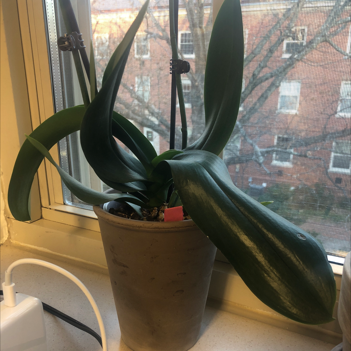 Noble Dendrobium plant with long green leaves in a pot on a windowsill.