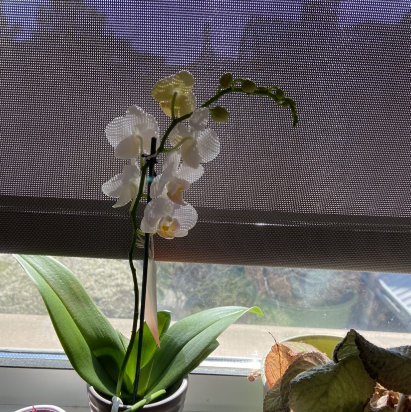 Moon Orchid with white flowers, green leaves, and visible soil in a pot.