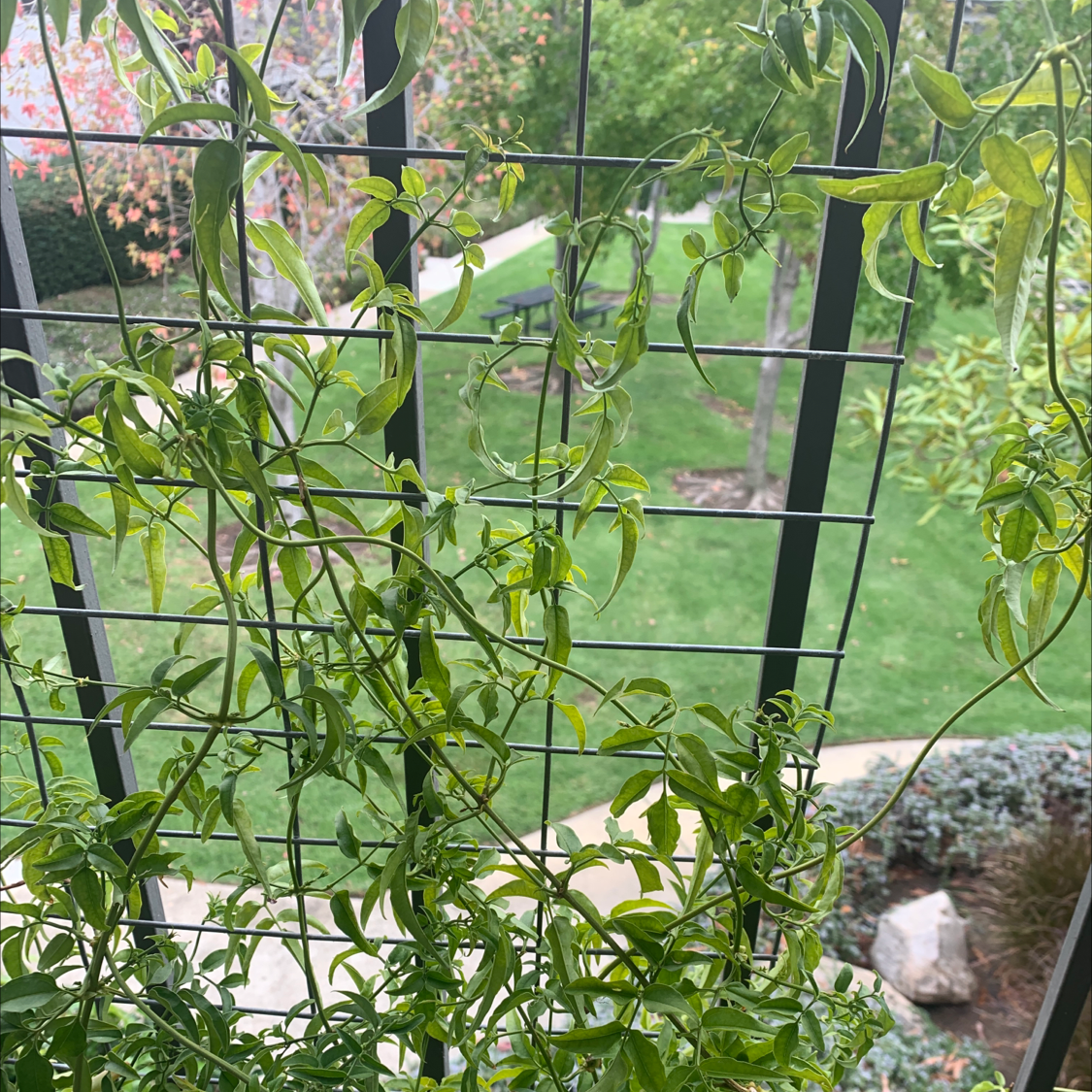 Pink Jasmine plant climbing on a trellis with some yellowing leaves.