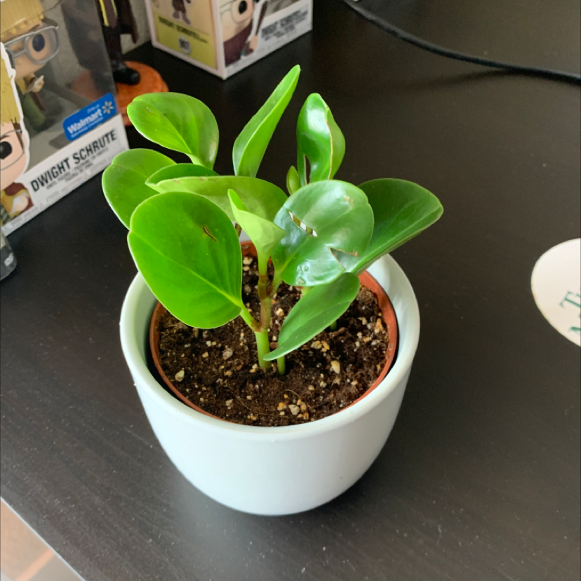 Healthy Silver Frost Peperomia plant in a white pot with green leaves.