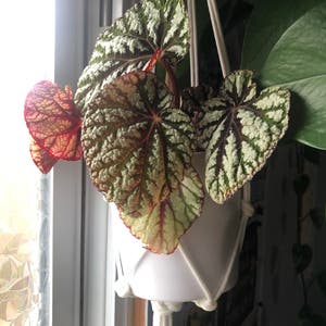 Rex Begonia plant photo by @mora named Rex on Greg, the plant care app.