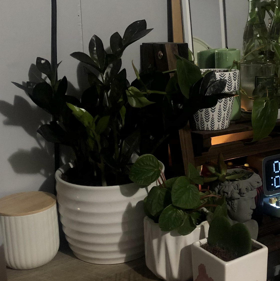 Raven ZZ Plant plant photo by @mora named Spike on Greg, the plant care app.