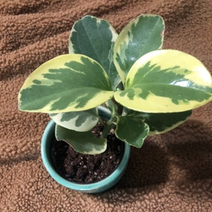 Baby Rubber Plant plant photo by @mora named Guy on Greg, the plant care app.