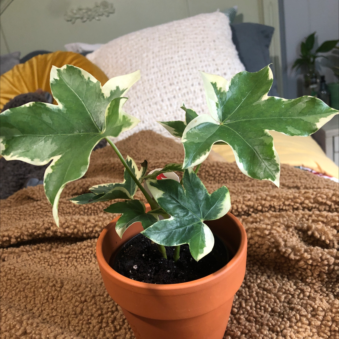 Potted Tree ivy plant with variegated leaves, healthy appearance.