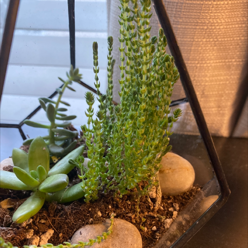 Crassula mesembryanthemoides plant in a terrarium with visible soil and stones.