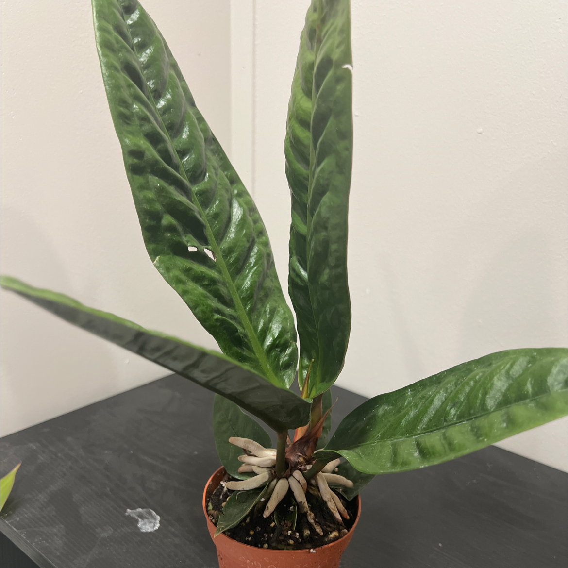 Anthurium superbum plant with dark green, elongated leaves in a small pot.