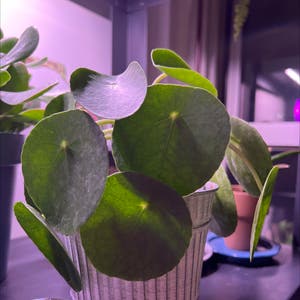 Chinese Money Plant plant photo by @Ales named Pilea peperomioides on Greg, the plant care app.