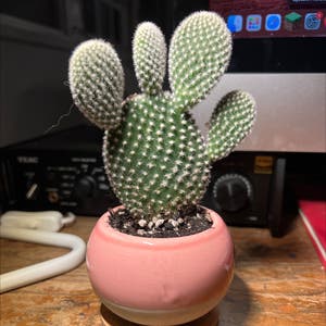 Bunny Ears Cactus plant photo by Ales named Your plant on Greg, the plant care app.