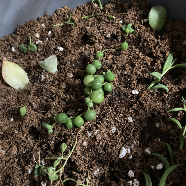 String of Pearls plant photo by Lauren named Lola on Greg, the plant care app.
