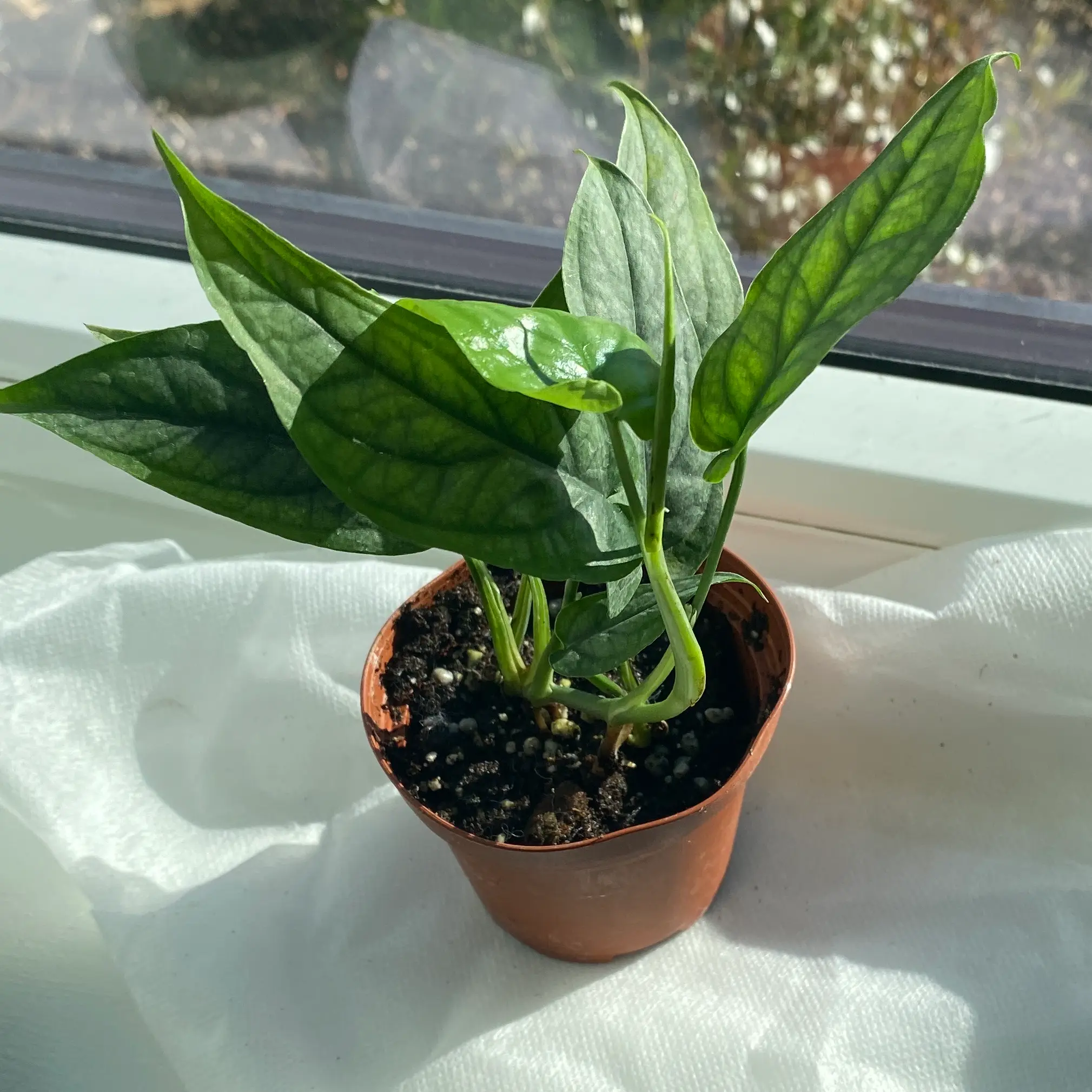 monstera siltepecanna plant photo by @AnnaLovesVoting named Aymeric on Greg, the plant care app.