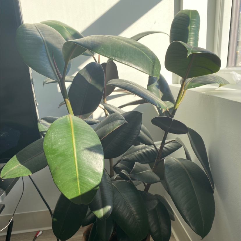 Rubber Plant plant photo by @AnnaLovesVoting named Danny Mills on Greg, the plant care app.