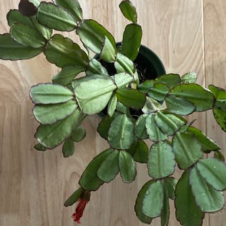 Easter Cactus plant in Portsmouth, New Hampshire