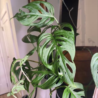 Window Leaf plant in Portsmouth, New Hampshire