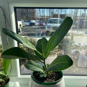 Audrey Ficus plant photo by @AnnaLovesVoting named Nathan on Greg, the plant care app.