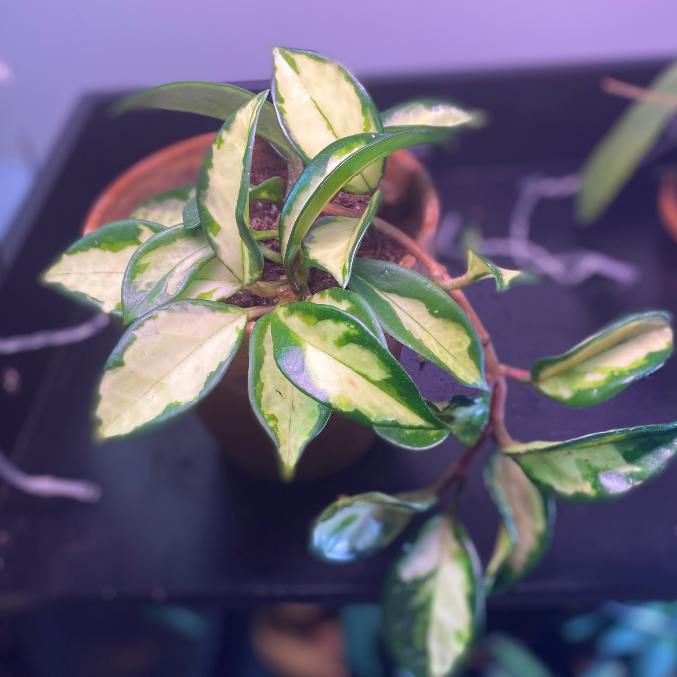 Krimson Princess Hoya plant photo by @AnnaLovesVoting named Gundo on Greg, the plant care app.