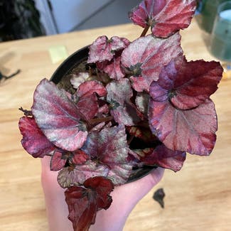 Rex Begonia plant in Portsmouth, New Hampshire