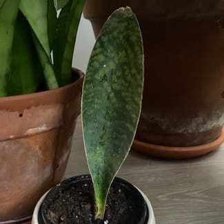 Whale Fin Snake Plant plant in Portsmouth, New Hampshire