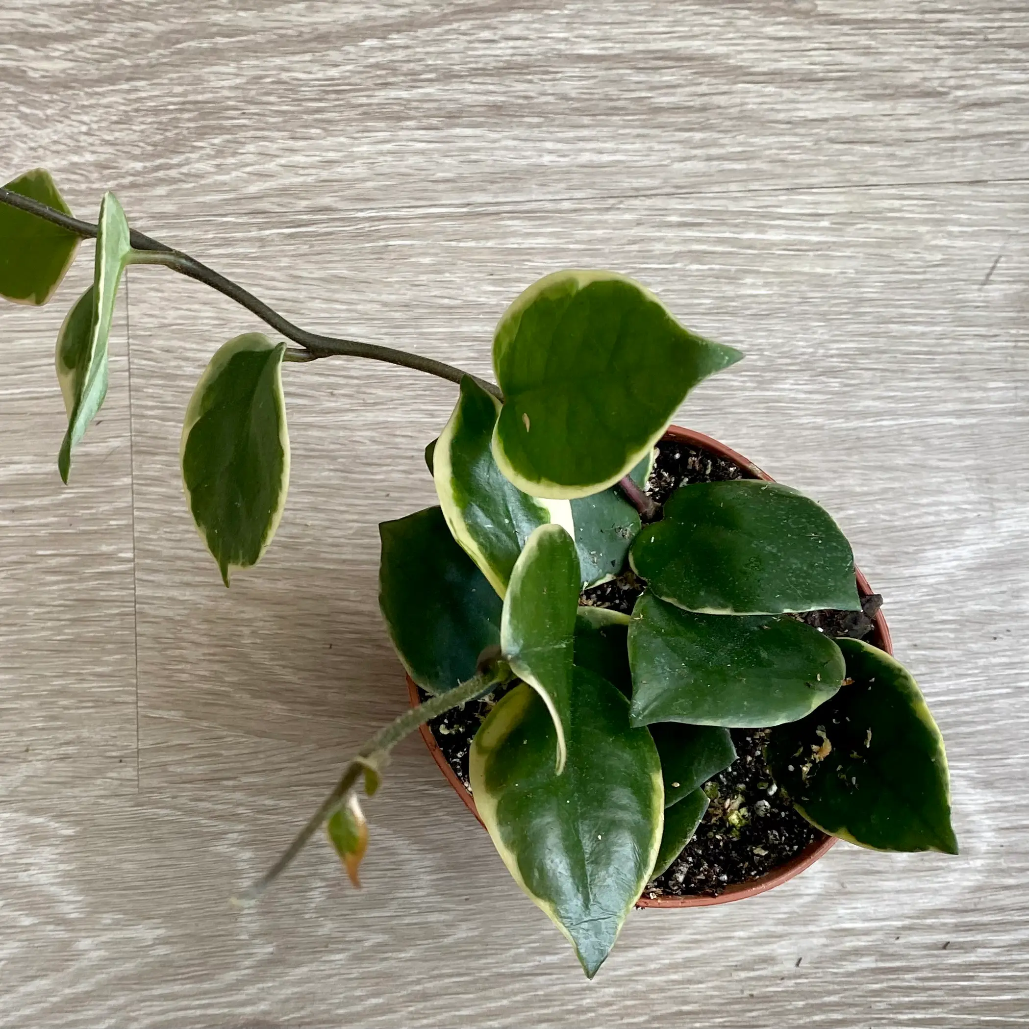 Photo of the plant species hoya carnosa snowball by @AnnaLovesVoting named Mcatee on Greg, the plant care app