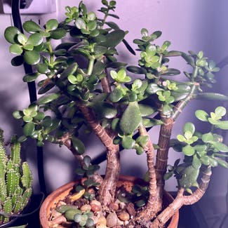 Jade plant in Portsmouth, New Hampshire