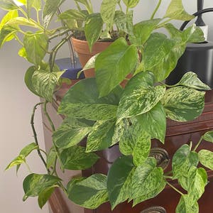 Marble Queen Pothos plant photo by @AnnaLovesVoting named Kompany on Greg, the plant care app.