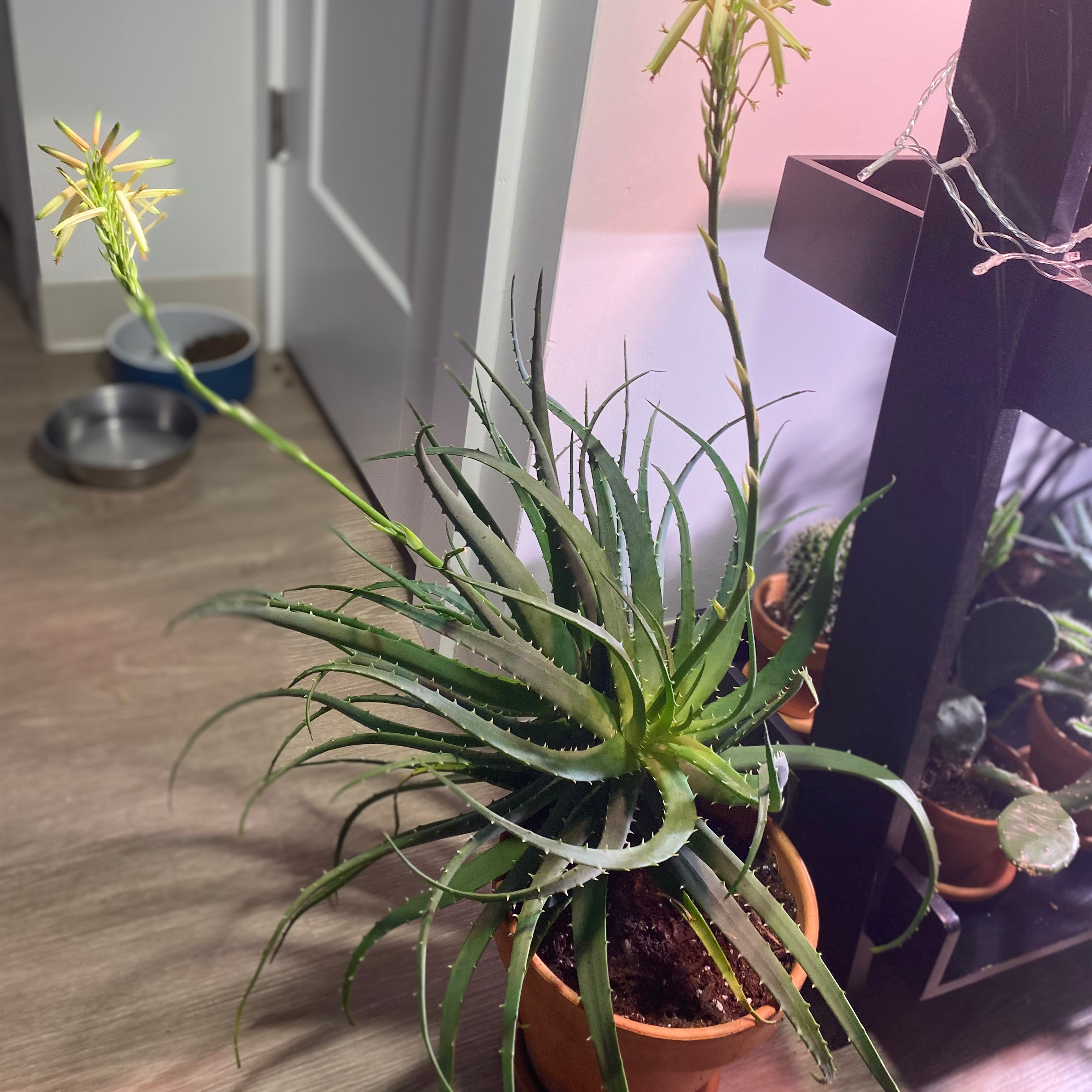 Aloe vera plant photo by @AnnaLovesVoting named Ederson on Greg, the plant care app.
