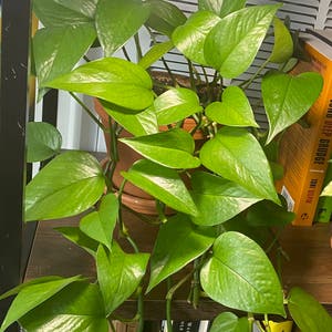 Jade Pothos plant photo by @AnnaLovesVoting named Tevez on Greg, the plant care app.