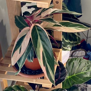 Triostar Stromanthe plant photo by @AnnaLovesVoting named Carson on Greg, the plant care app.