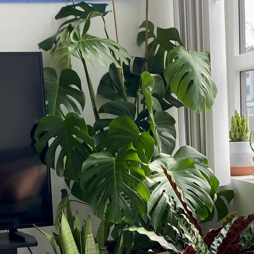 Monstera plant photo by @AnnaLovesVoting named Pep on Greg, the plant care app.