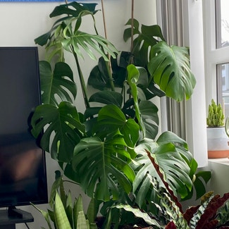 Monstera plant in Portsmouth, New Hampshire