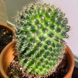 Simpson Hedgehog Cactus plant