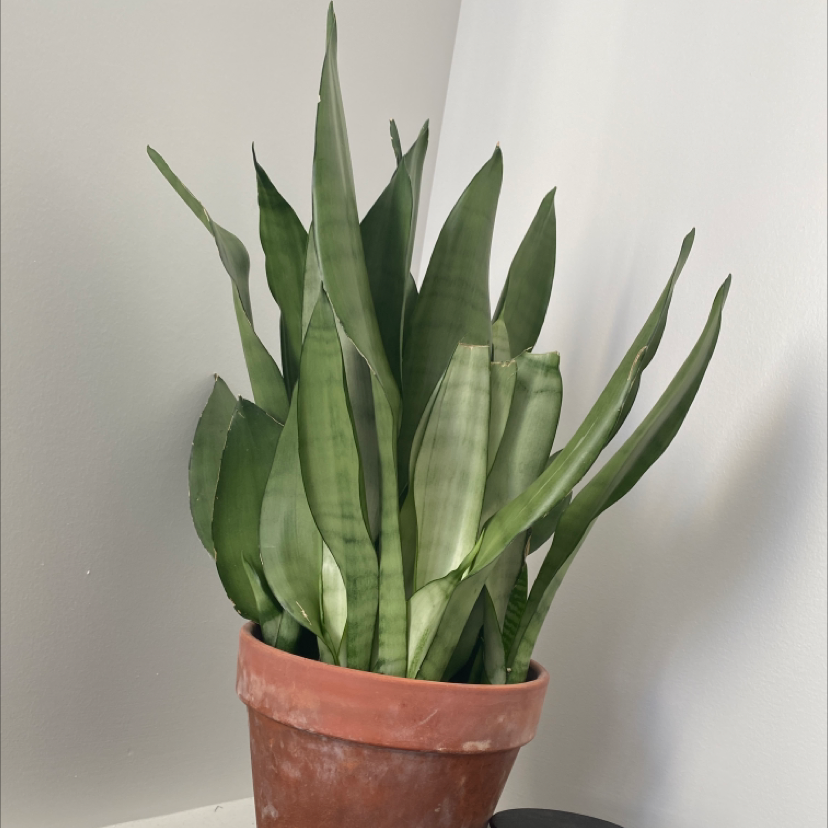 Silver Snake Plant plant photo by @AnnaLovesVoting named Julian on Greg, the plant care app.