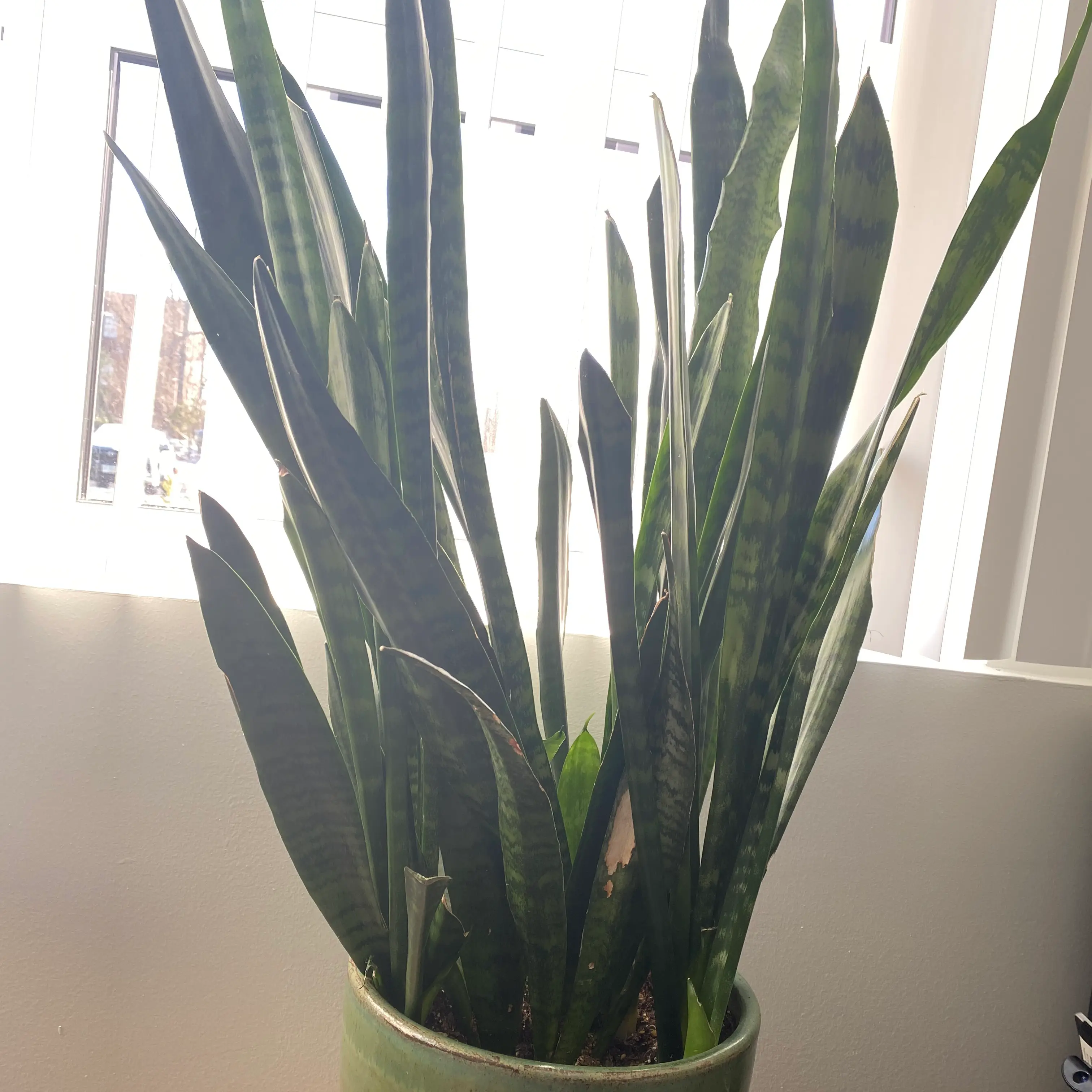 Photo of the plant species snake plant by @AnnaLovesVoting named Colin Bell on Greg, the plant care app
